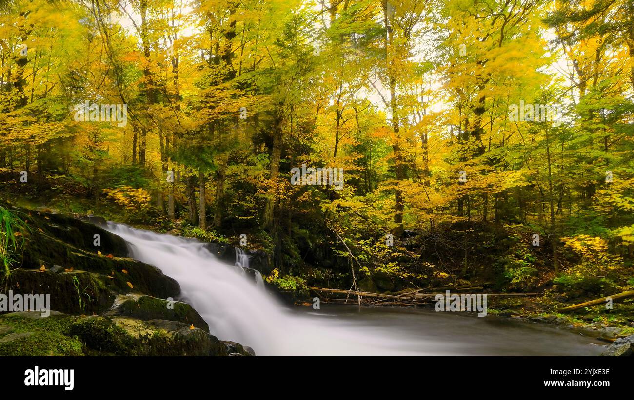 cascade qui coule entre les rochers au milieu de la forêt. fond d'écran, vue horizontale 16:9 Banque D'Images