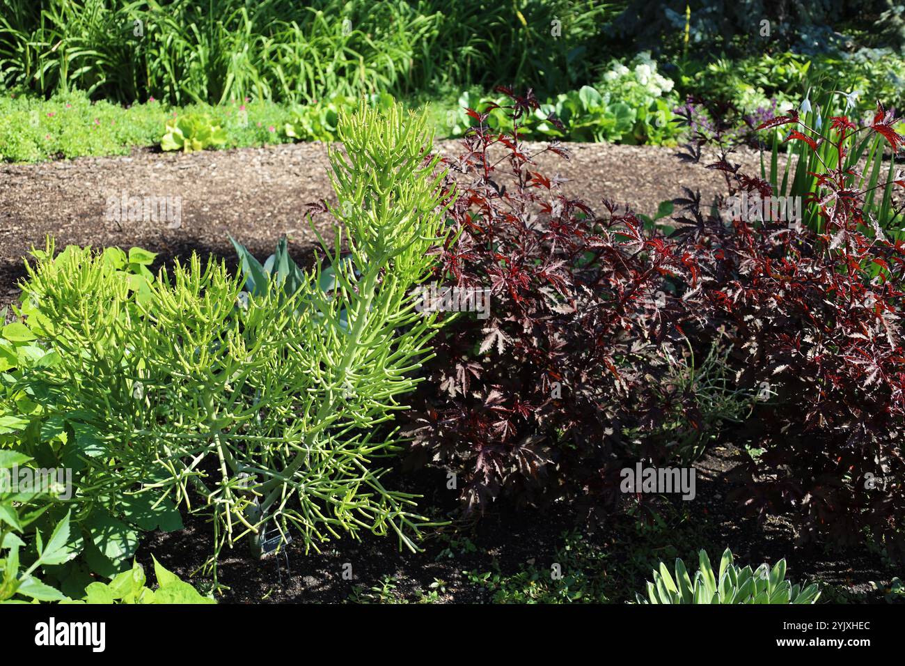 buisson épi vert clair et buisson feuillu rouge violet Banque D'Images
