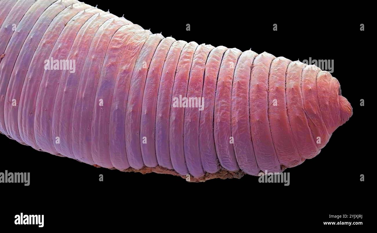 Vers de terre (Lumbricus terrestris), micrographie électronique à balayage coloré. C'est un ver annélide qui habite les sols, se nourrissant de matières organiques. Son corps segmenté est clairement visible ici. Le mouvement des vers de terre à travers un sol améliore grandement son aération. De plus, leur alimentation et leur excrétion aident à recycler les minéraux et les nutriments. Grossissement : x20 lorsqu'il est imprimé à 10 centimètres de large. Banque D'Images