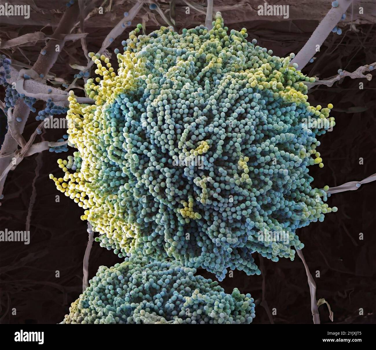 Aspergillus champignon, SEM Banque D'Images