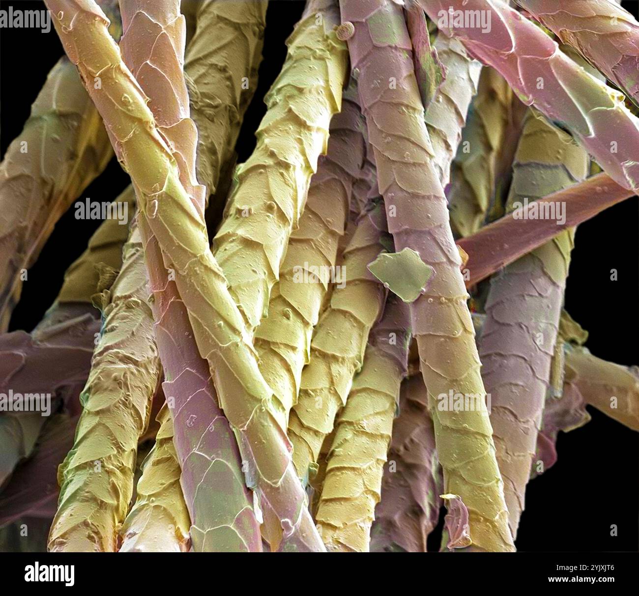 Poils de chat, micrographie électronique à balayage coloré (MEB). L'extérieur du cheveu, la cuticule, est recouvert d'écailles de cellules mortes qui se chevauchent et contiennent la protéine kératine. Trouvé exclusivement chez les mammifères, le cheveu est l'une de leurs caractéristiques déterminantes. Ce poil est de la race British Blue (British Shorthair) du chat domestique (Felis silvestris catus). Les poils chez les chats servent d'isolation et peuvent être soulevés lorsqu'ils sont menacés pour donner une apparence de taille accrue. Le poil de chat est une cause fréquente d'allergies chez l'homme. Grossissement : x265 si imprimé 10 centimètres de large. Banque D'Images