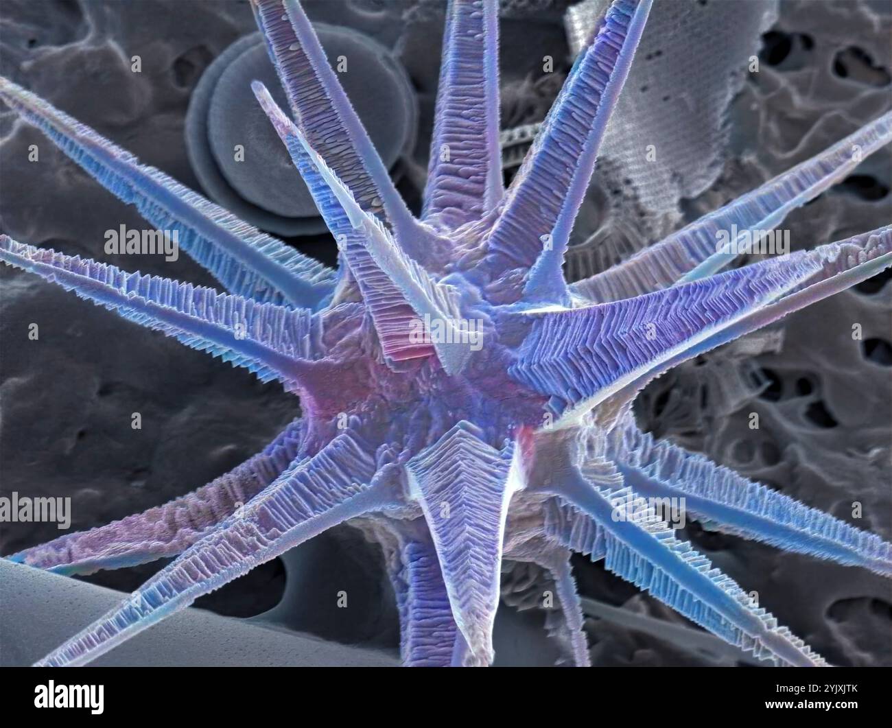 Spicule éponge. Micrographie électronique à balayage coloré (MEB) d'un spicule d'une éponge. Les éponges sont des organismes aquatiques primitifs qui filtrent les aliments de l'eau. Ils sont une agrégation lâche de cellules soutenues par des spicules et des aiguilles composées de silice. Grossissement : x 200 lorsqu'il est imprimé à 10 centimètres de large. Banque D'Images