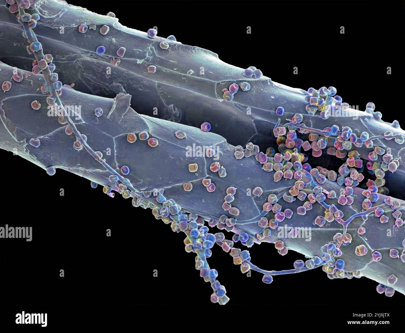 Spores fongiques. Micrographie électronique à balayage coloré (MEB) des spores d'un champignon non identifié sur un poil de chat. Grossissement : x300 lors de l'impression à 10 centimètres de large. Banque D'Images
