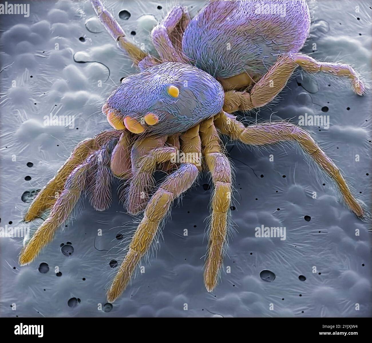 Araignée sautante. Micrographie électronique à balayage couleur (MEB) d'une araignée sauteuse (famille Salticidae) les araignées sauteuses traquent leur proie avant de sauter dessus à quelques centimètres de distance. Huit yeux (sphériques) sont vus sur sa tête. Les grandes chelicerae sont des pinces qui sont utilisées pour déchirer sa nourriture. De chaque côté de ceux-ci se trouvent les deux palpes, des structures sensorielles pour la sensation et la manipulation. Grossissement : x10 lors de l'impression de 10 centimètres de large Banque D'Images
