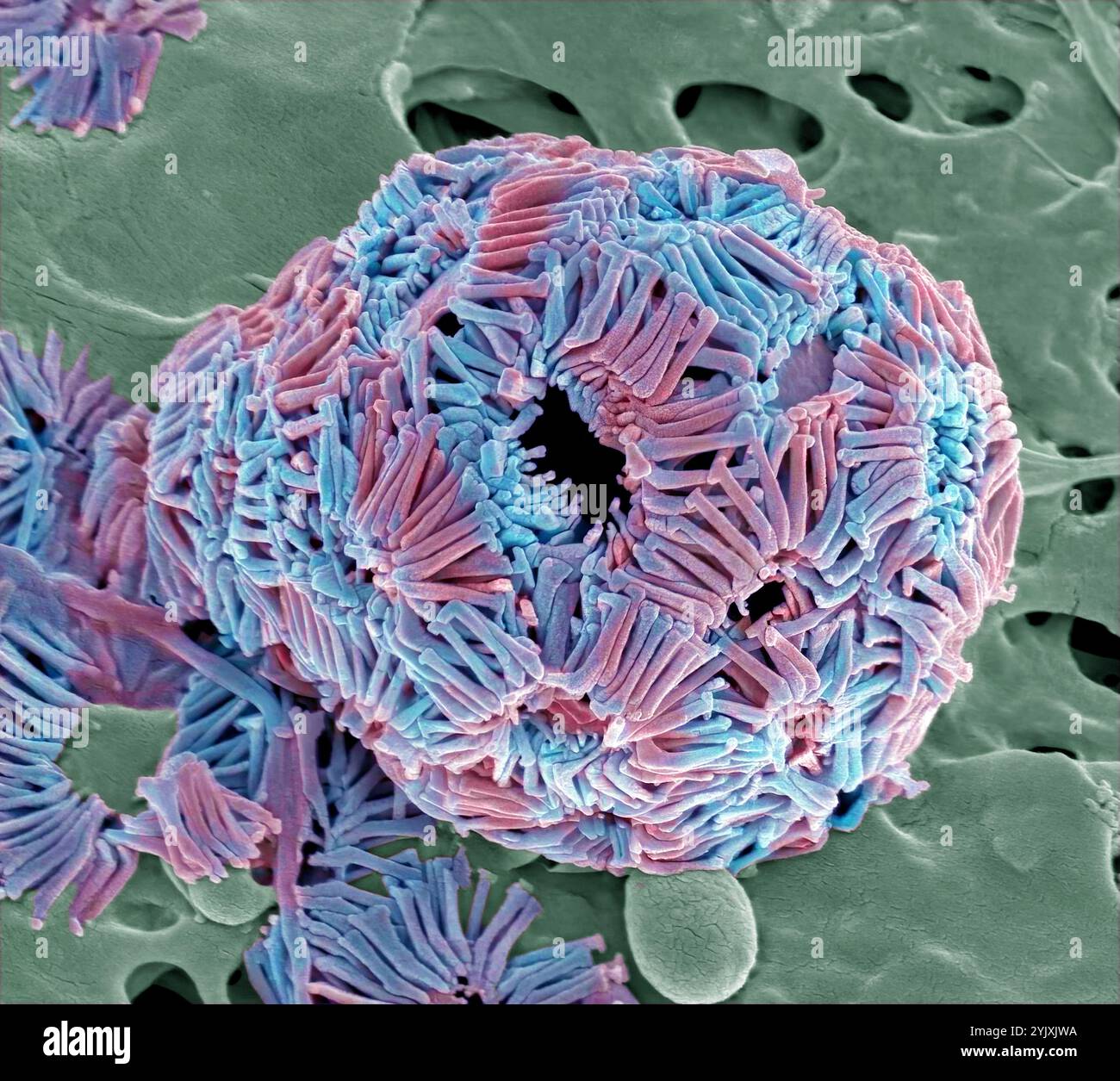 Coccolithophore. Micrographie électronique à balayage (MEB) d'un coccolithophore. Les coccolithophores sont du phytoplancton calcaire et sont entourés d'un squelette (coccosphère) de plaques de carbonate de calcium. Lorsque l'organisme meurt, ces plaques se séparent et s'enfoncent au fond de l'océan. Des plaques individuelles ont été trouvées en grand nombre et peuvent constituer le composant majeur d'une roche particulière, comme la craie d'Angleterre. Grossissement : x500 lors de l'impression à 10 centimètres de large Banque D'Images