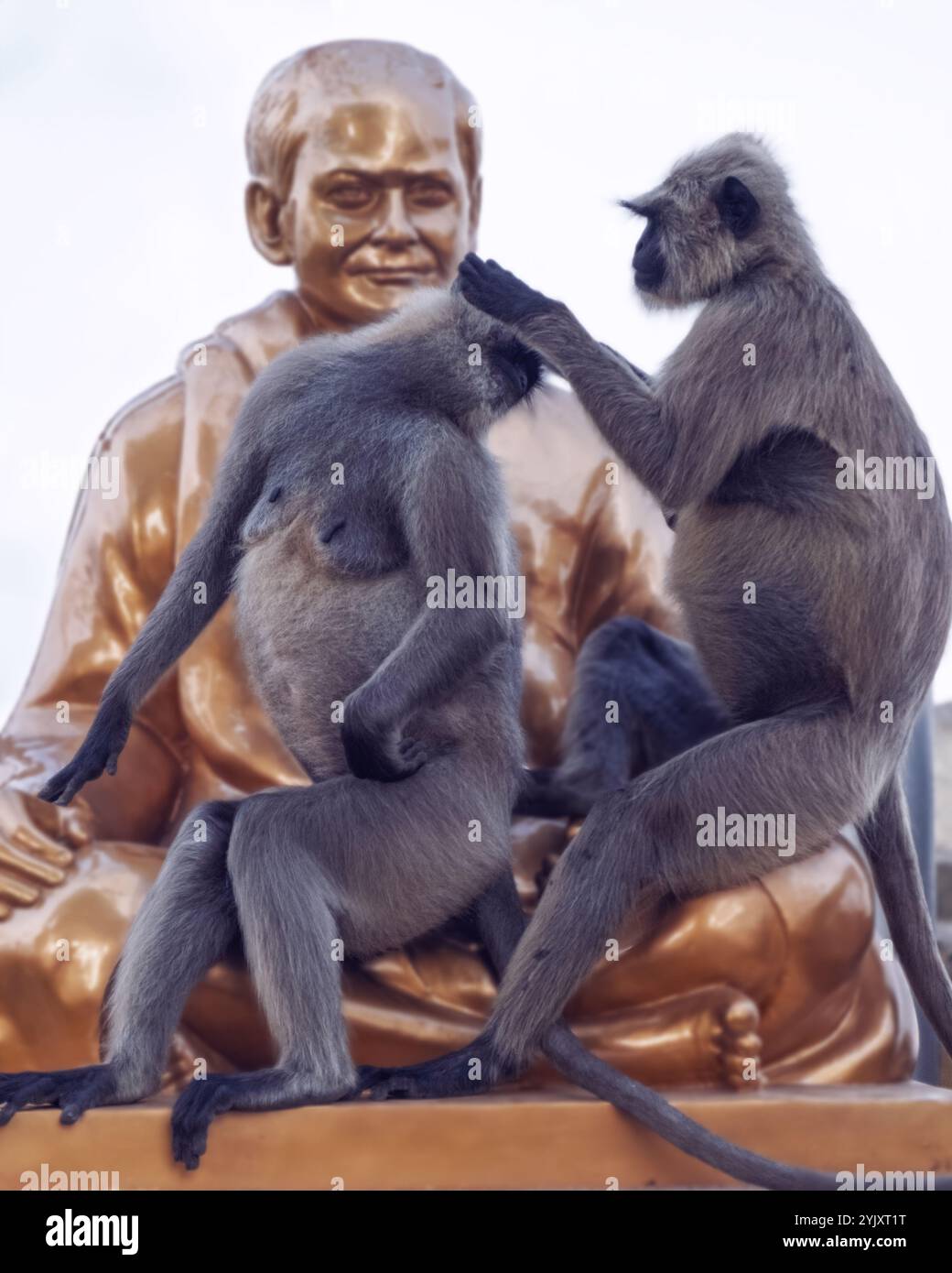 sa mère langur allaite son bébé et le toilette plus tard en enlevant les poux, dépeignant une scène touchante d'affection et de soins au sein de la faune. Banque D'Images