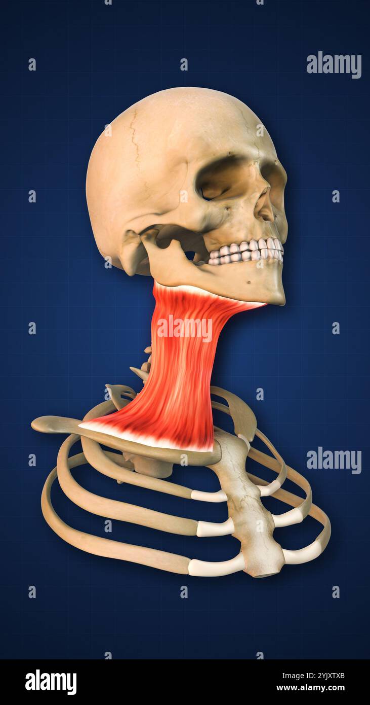 Muscle de platysma mis en évidence avec crâne et côtes Banque D'Images