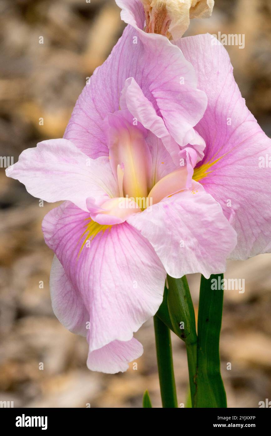 Fleur d'iris rose, eau japonaise Iris fleur rose Iris ensata 'Sakura Komachi' Banque D'Images