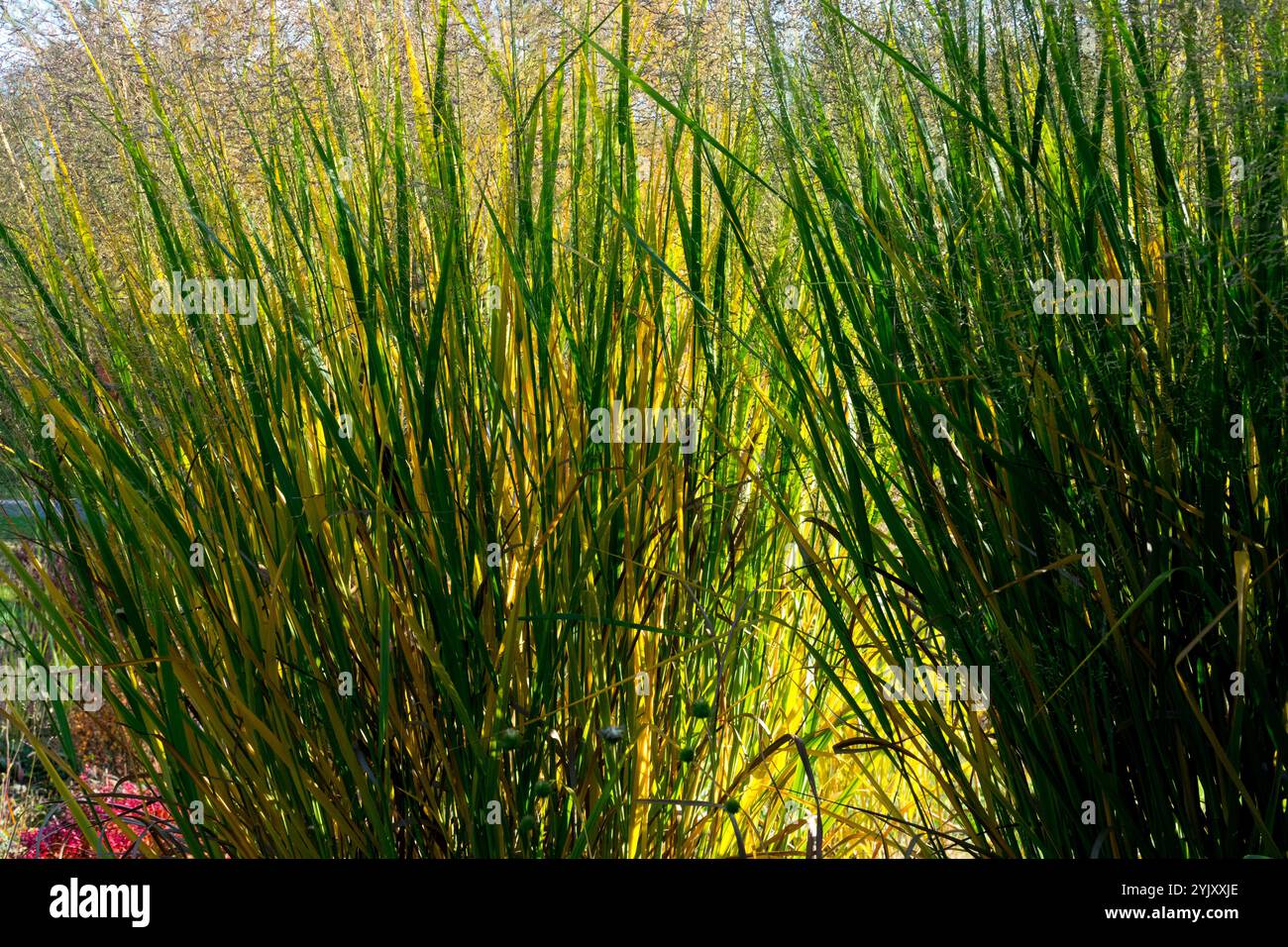 Switchgrass Panicum virgatum 'Thundercloud' Banque D'Images