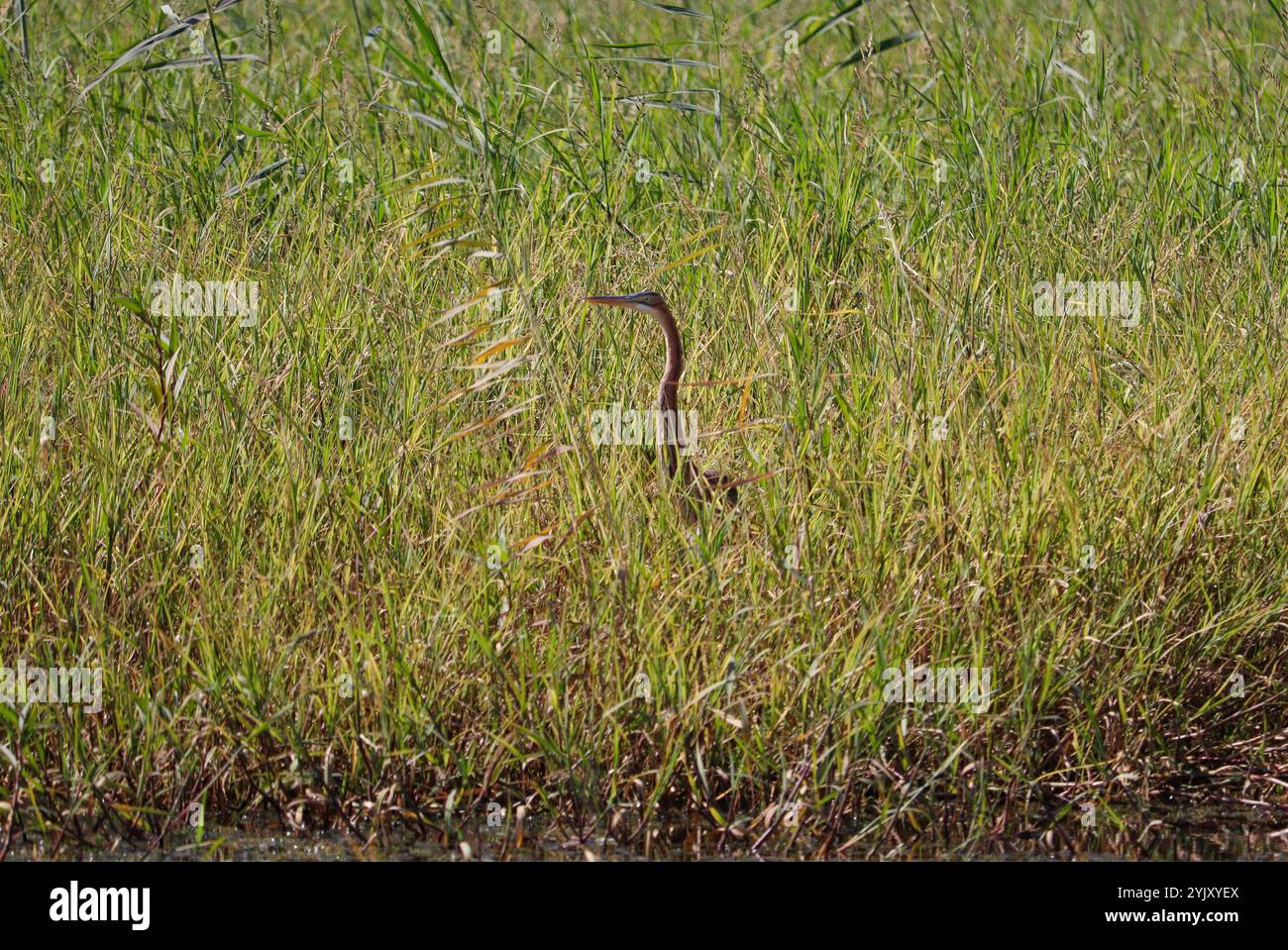 oiseau de héron pourpre dans le geon la rive de la rivière Banque D'Images