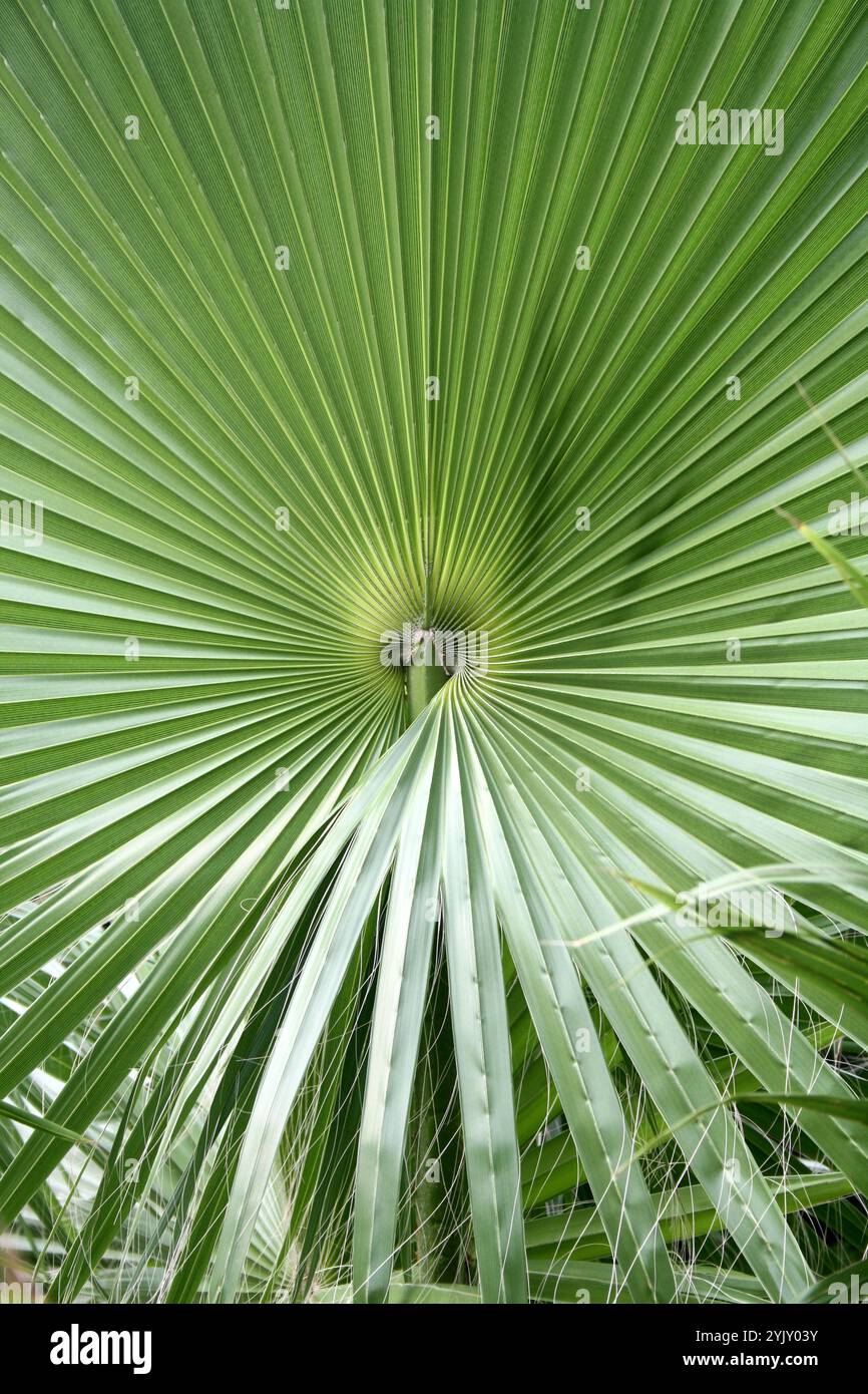 Gros plan de la venation des feuilles chez les palmiers en éventail chinois (Livistona chinensis). Banque D'Images