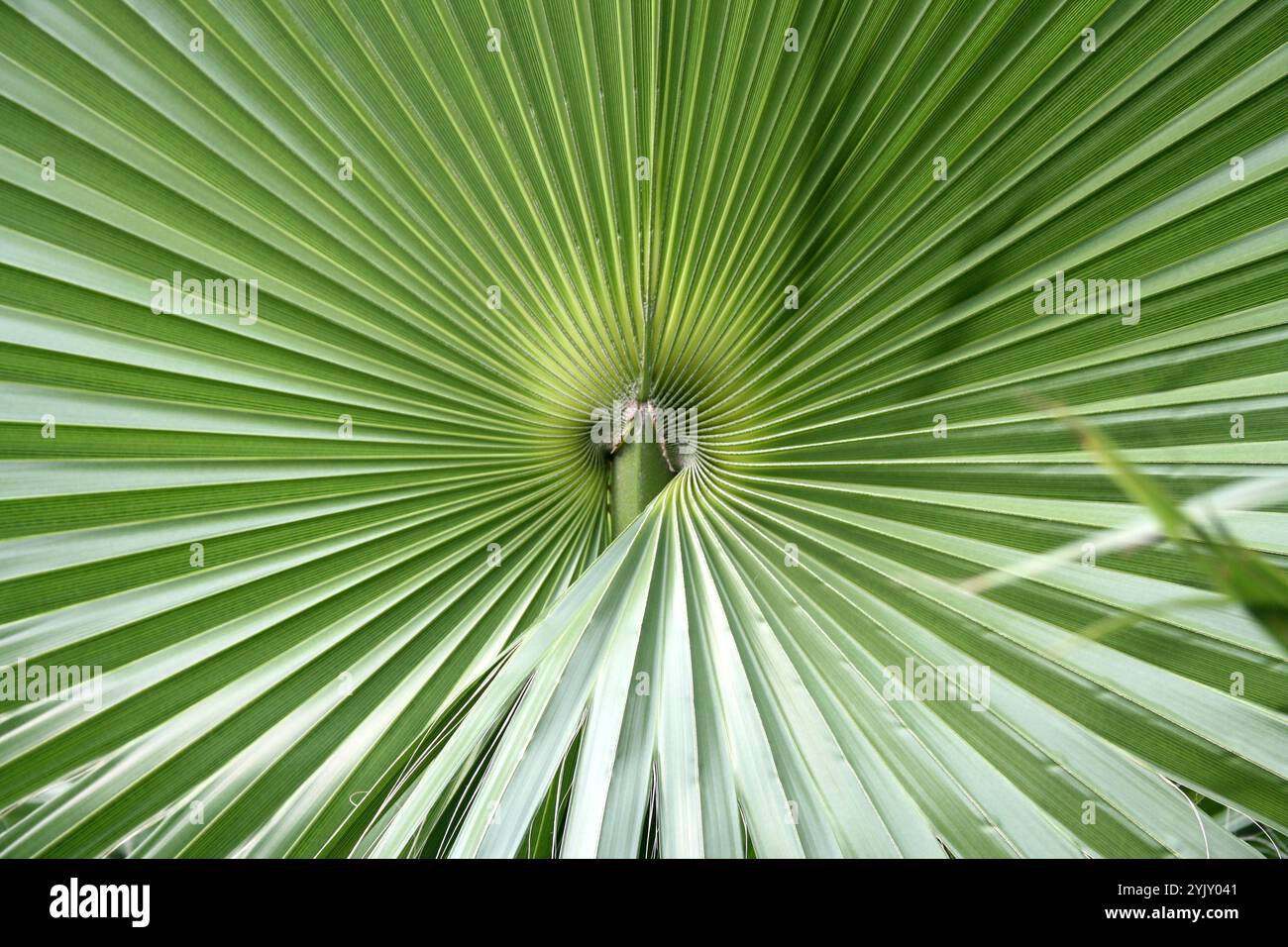 Gros plan de la venation des feuilles chez les palmiers en éventail chinois (Livistona chinensis). Banque D'Images