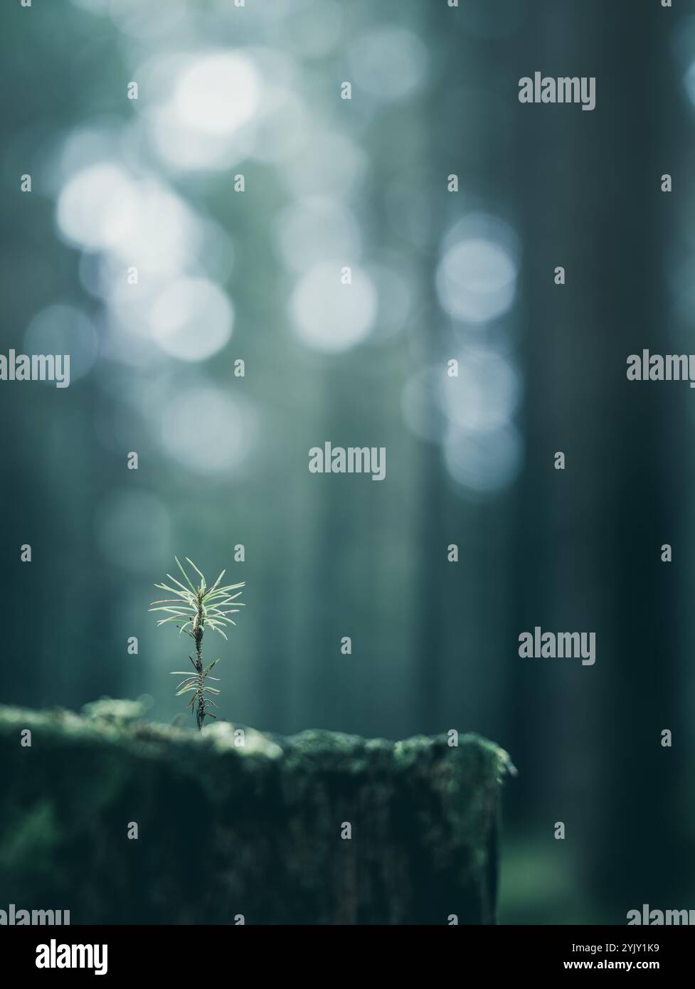 Une pousse de mousse vibrante se détache sur une souche d'arbre en décomposition dans une forêt tranquille. La lumière douce du matin filtre à travers les arbres, créant un atmo paisible Banque D'Images