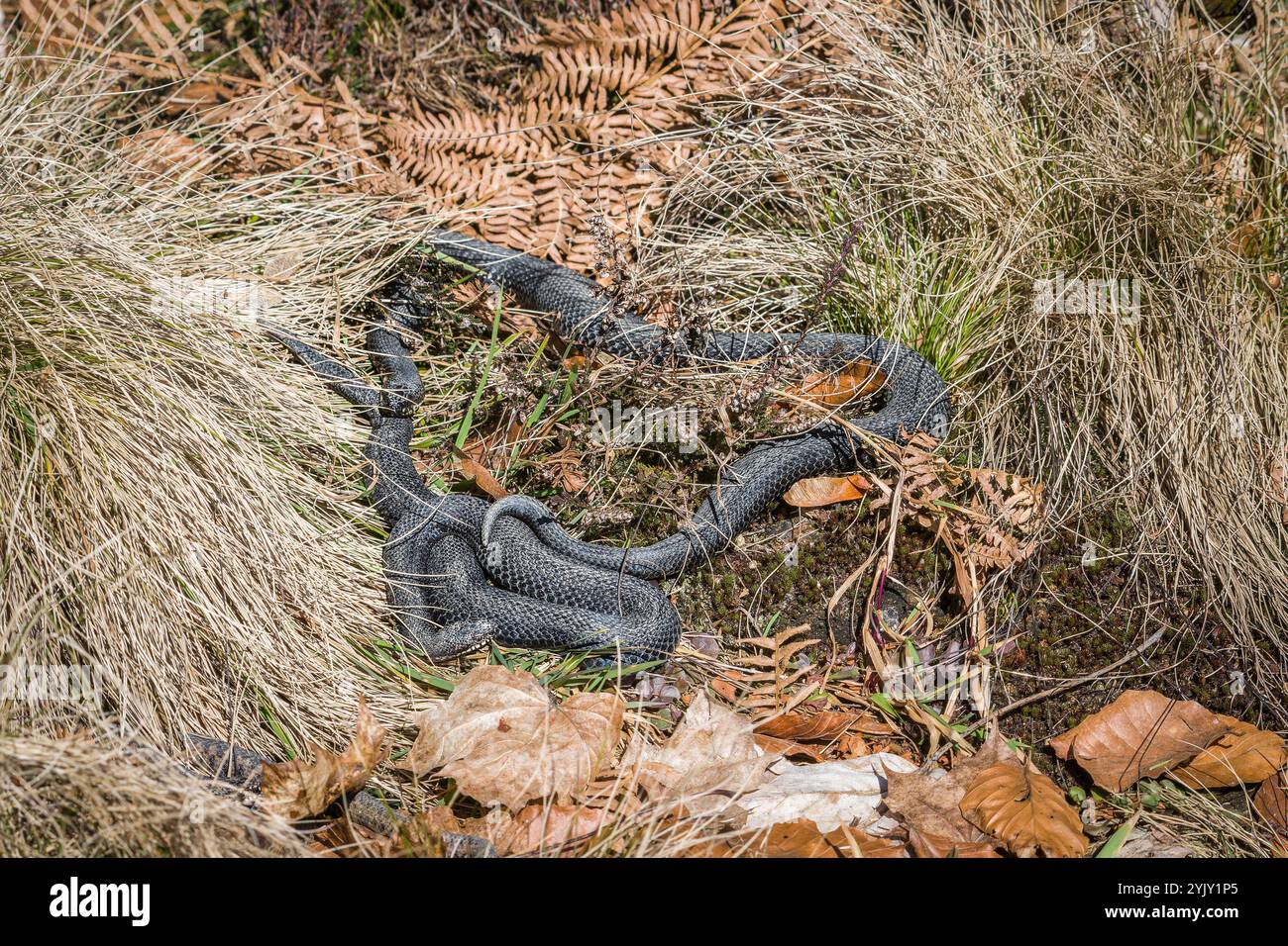 Adder serpent sur le sol dans l'herbe avec des feuilles et du feuillage dans la forêt dans le soleil d'automne, Allemagne Banque D'Images