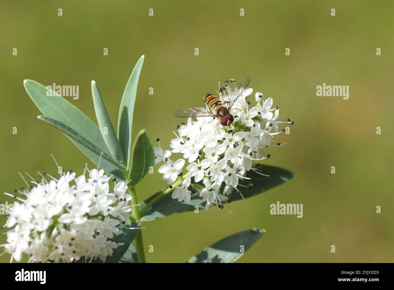 Mouche de marmelade mâle (Episyrphus balteatus) sur étoile bleue Hebe à floraison blanche. Un petit arbuste. Jardin hollandais, été, juin Banque D'Images