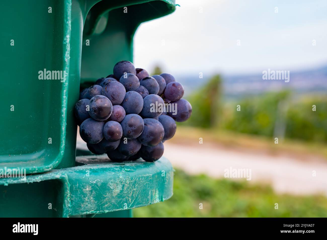 Grappe mûre de raisins de vin pinot noir ou meunier en autuimn sur vignobles de champagne de premier cru dans le village Hautvillers, Champange, France, récolte tim Banque D'Images