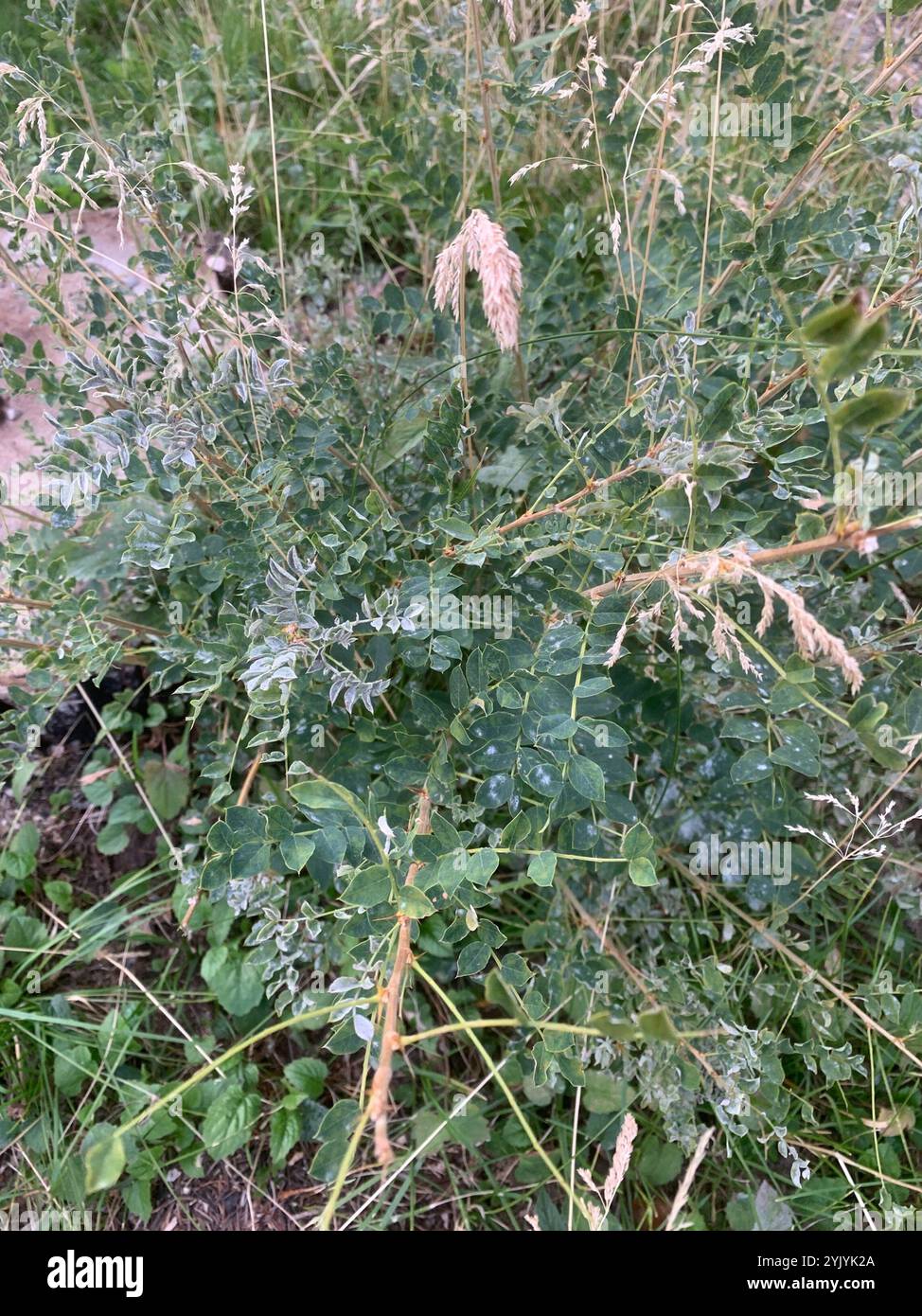 Siberian peashrub Caragana arborescens () Banque D'Images