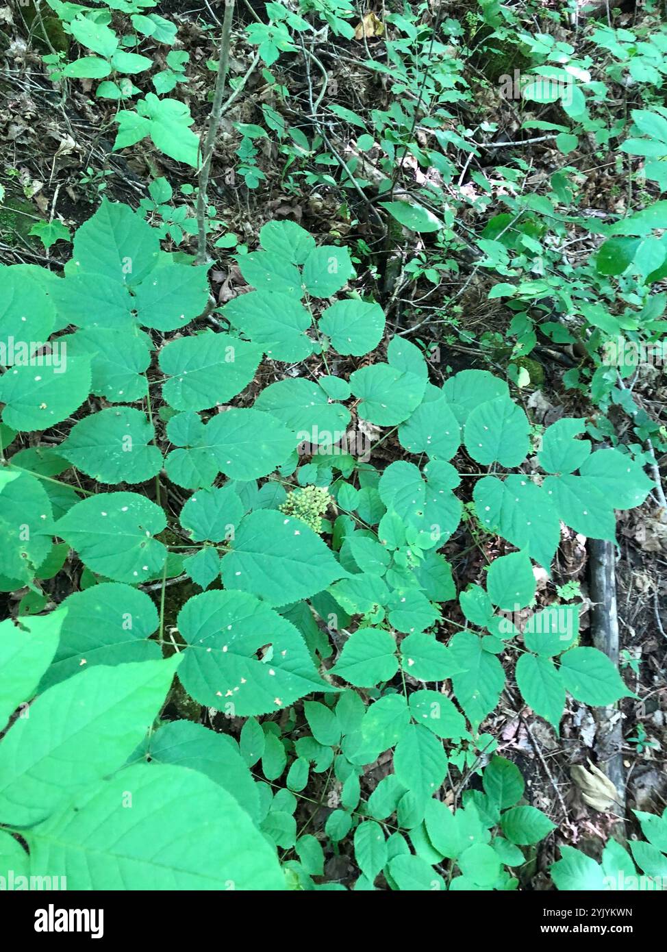 American spikenard (Aralia racemosa) Banque D'Images