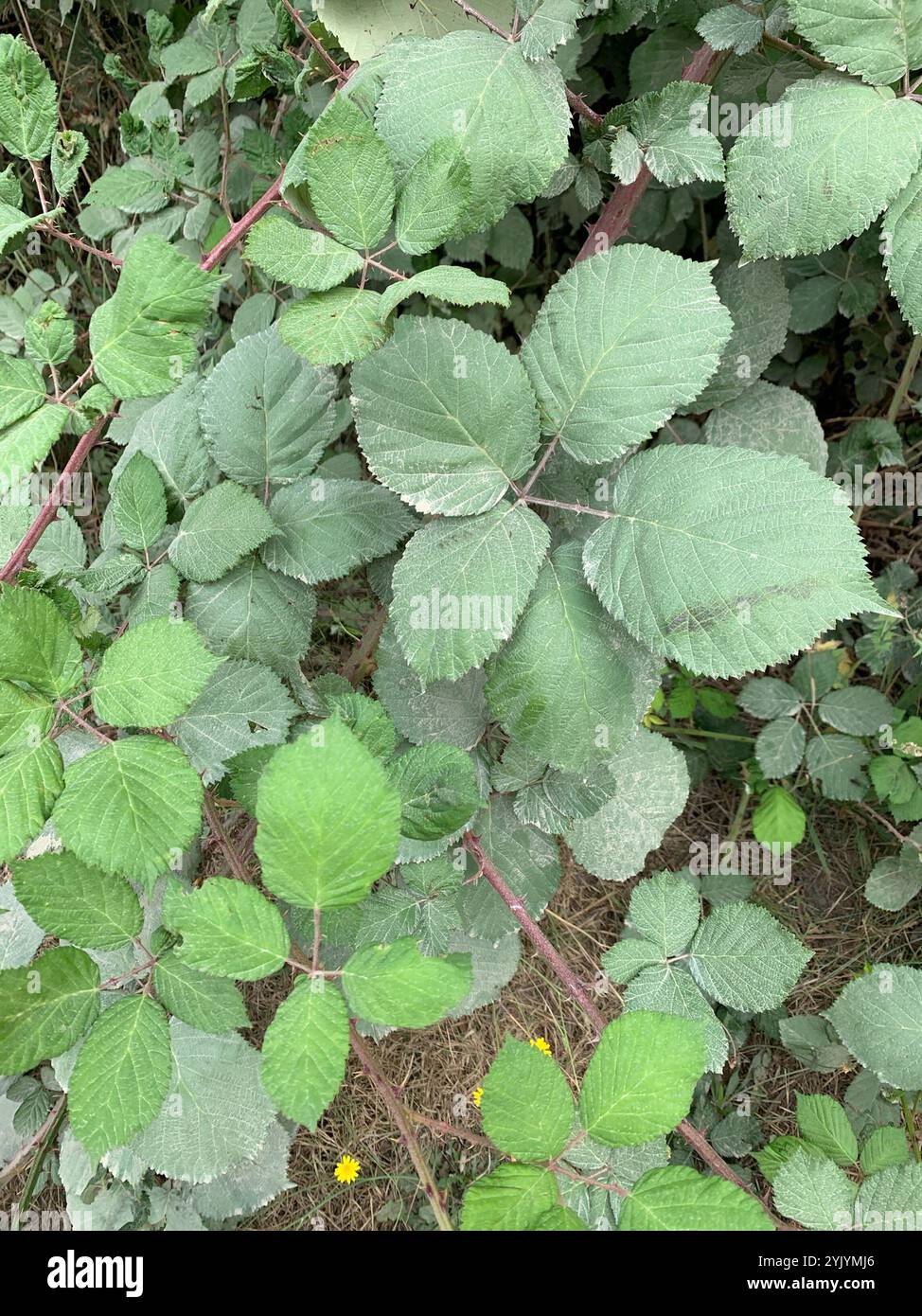 Mûre arménienne (Rubus armeniacus) Banque D'Images
