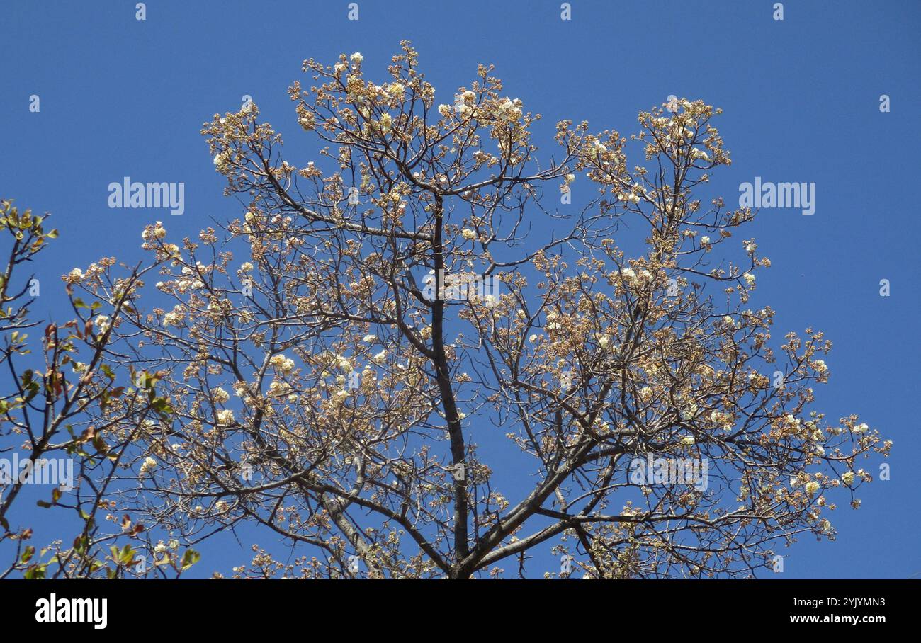 Poire sauvage d'Afrique du Sud (Dombeya rotundifolia) Banque D'Images