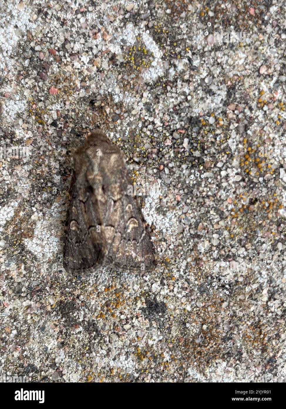 Rustique à flancs renforcés (Luperina testacea) Banque D'Images