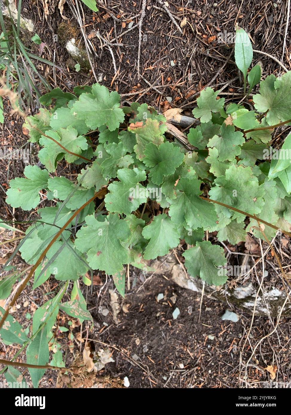 Alumroots (Heuchera) Banque D'Images