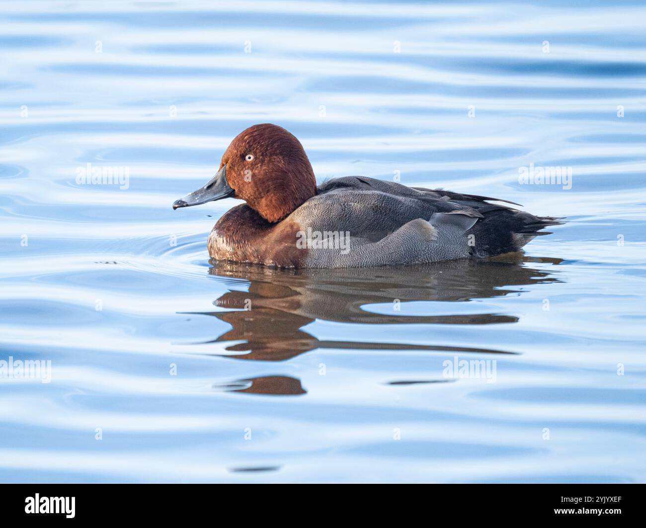 Hybride mâle Pochard (Aythya ferina) x canard ferrugineux (Aythya nyroca), lavages d'Ouse, Welney, Norfolk Banque D'Images