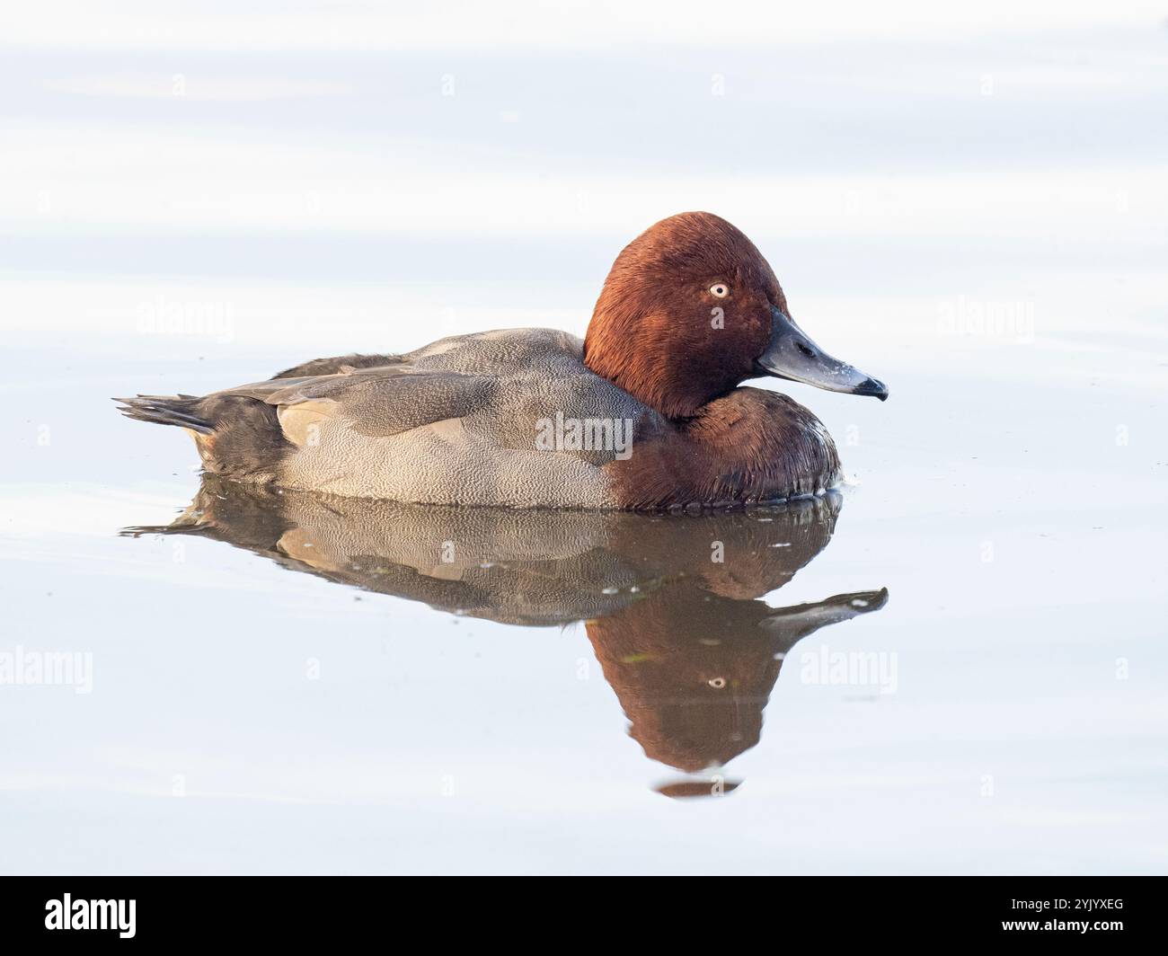 Hybride mâle Pochard (Aythya ferina) x canard ferrugineux (Aythya nyroca), lavages d'Ouse, Welney, Norfolk Banque D'Images