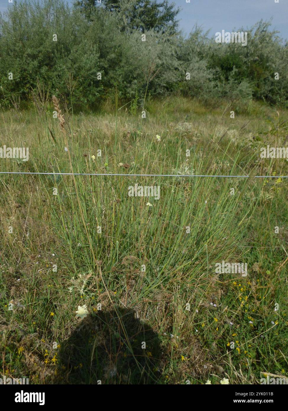 King Ranch bluestem (Bothriochloa ischaemum) Banque D'Images