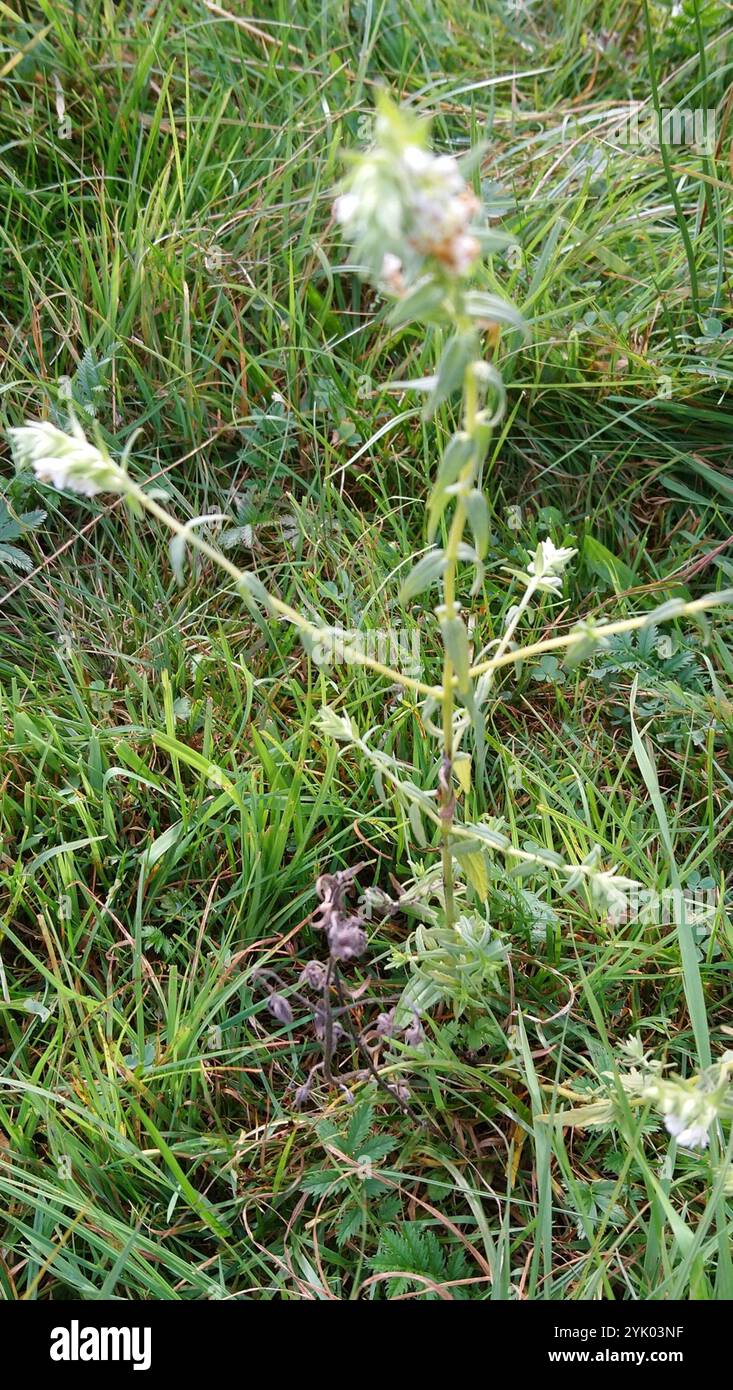 Red Bartsia (Odontites vernus) Banque D'Images