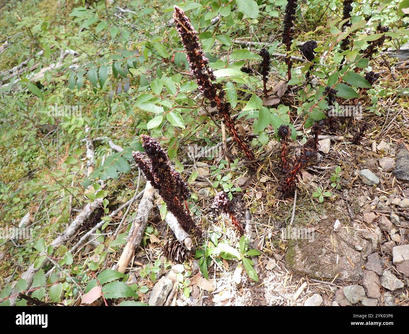 Bâtonnets de sucre (Allotropa virgata) Banque D'Images