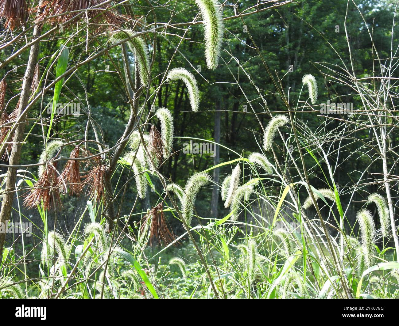 Queue géante (Setaria faberi) Banque D'Images