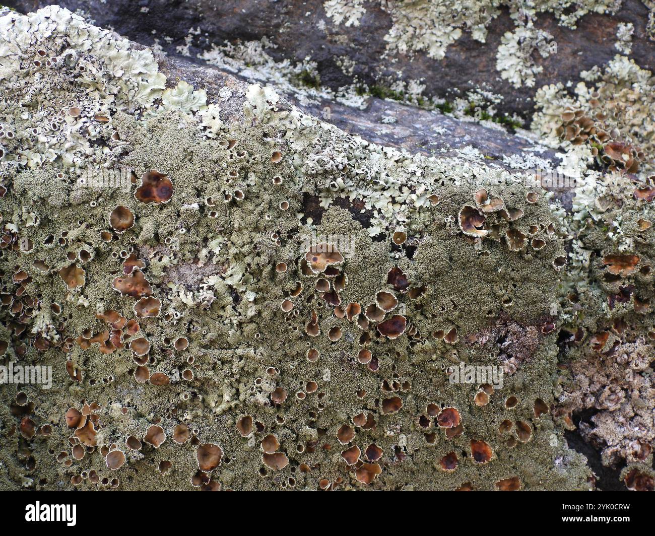 Bouclier rocheux poivré (Xanthoparmelia conspersa) Banque D'Images