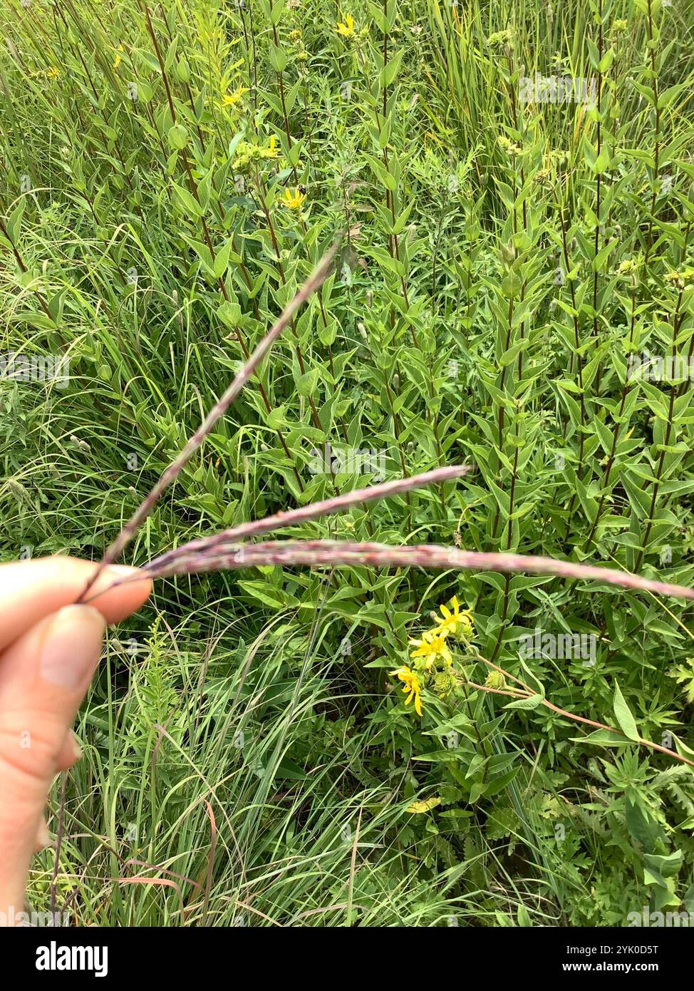 Big bluestem (Andropogon gerardi) Banque D'Images