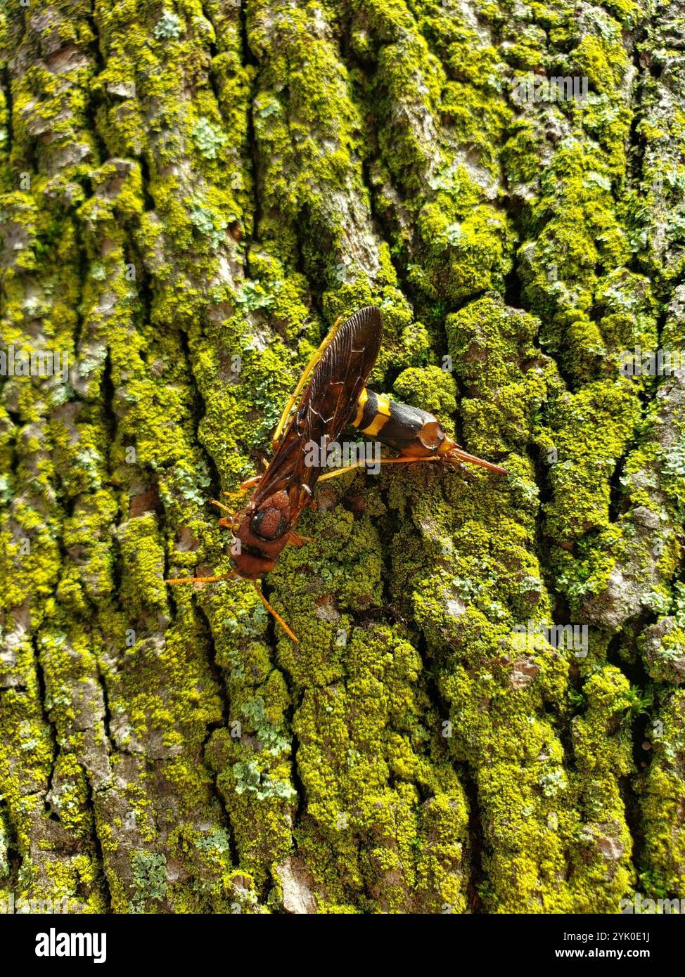 Horntail de pigeon (Tremex columba) Banque D'Images