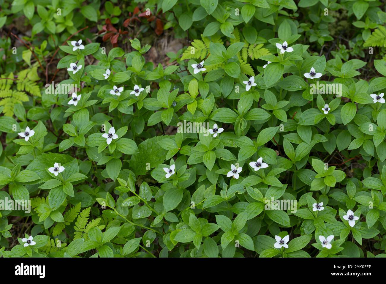 Schwedischer Hartriegel, Cornus suecica, Dwarf Cornel, bunchberry, le cornouiller de Suède Banque D'Images