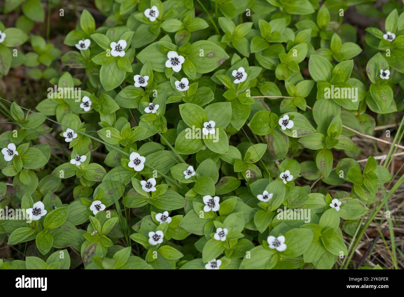 Schwedischer Hartriegel, Cornus suecica, Dwarf Cornel, bunchberry, le cornouiller de Suède Banque D'Images