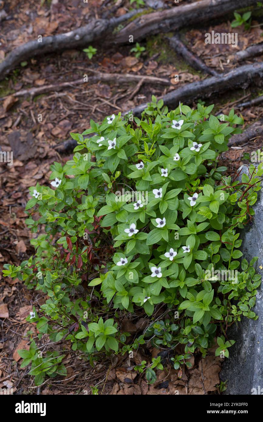 Schwedischer Hartriegel, Cornus suecica, Dwarf Cornel, bunchberry, le cornouiller de Suède Banque D'Images