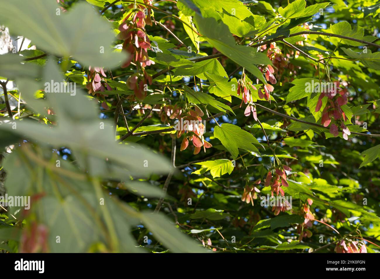 Berg-Ahorn, Bergahorn, Früchte, fruchtend, Ahorn, Acer pseudoplatanus, sycomore, sycomore érable, érable sycomore, fruit, L’érable sycomore Banque D'Images