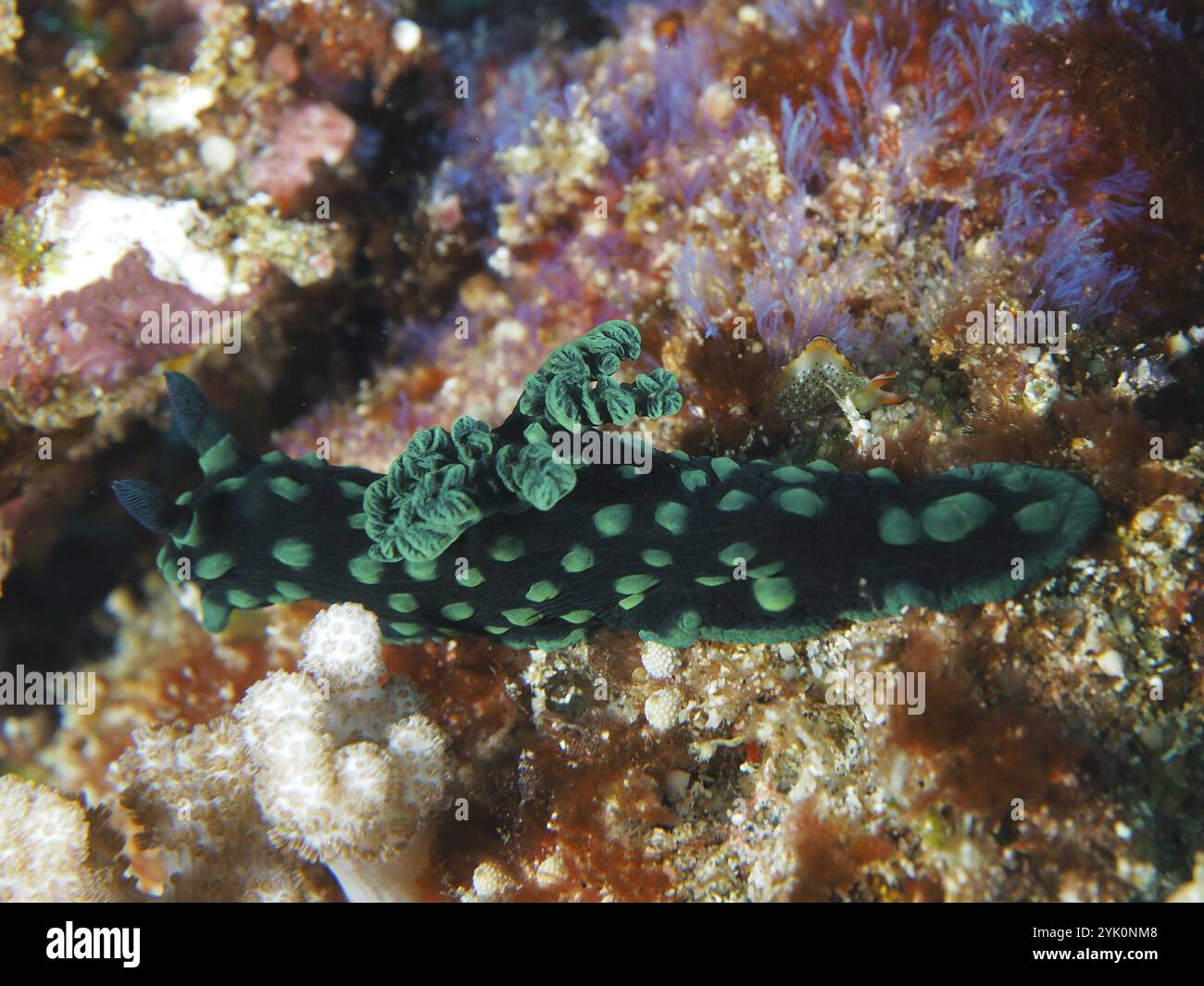 Nudibranche verte à points, escargot étoilé néon (Nembrotha cristata), sur un récif corallien en milieu sous-marin, site de plongée SD, Nusa Ceningan, Nusa Peni Banque D'Images