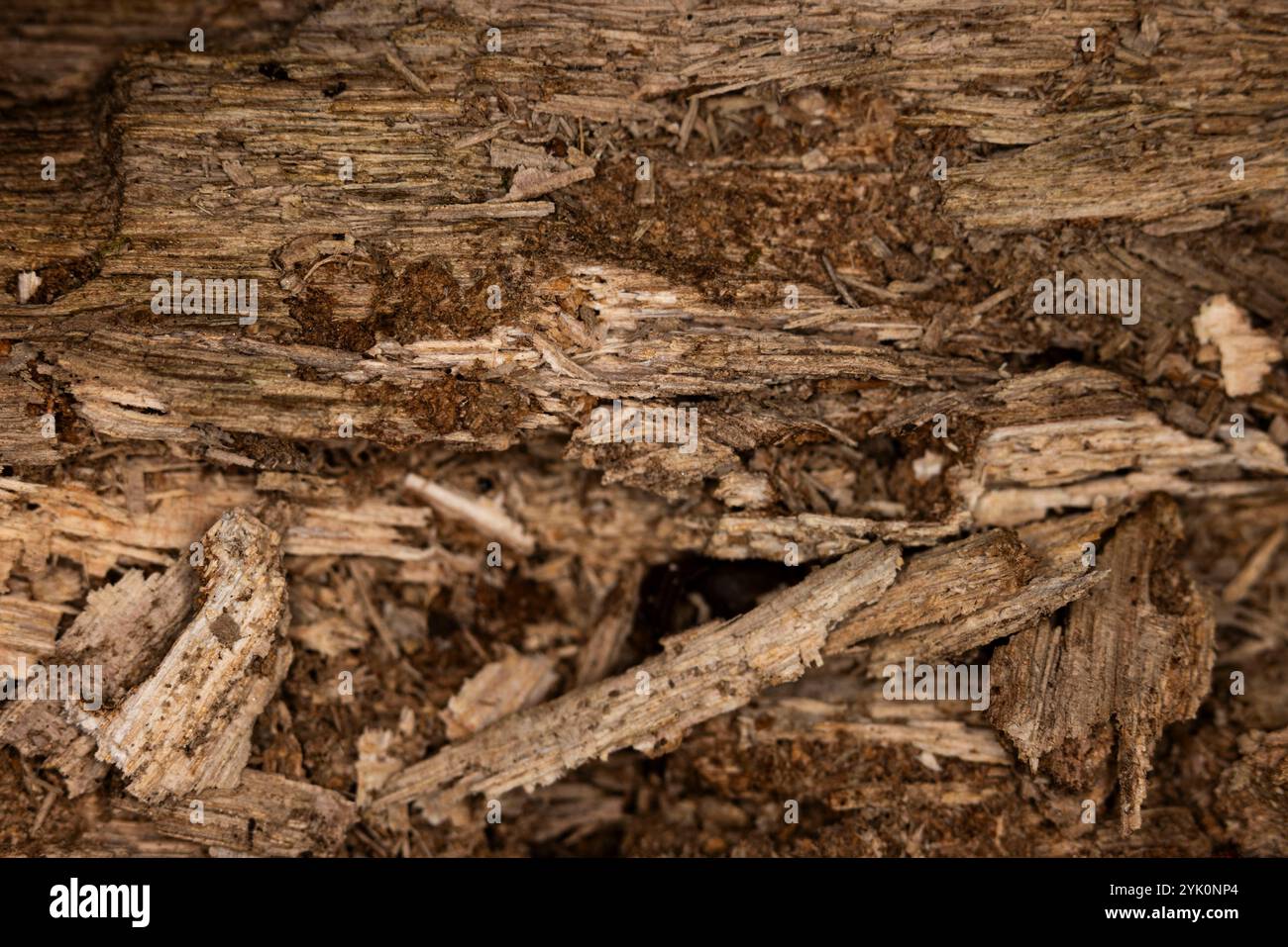 Gros plan texture du grain de bois qui s'effondre sur un trou d'insecte rempli de tronc d'arbre accroc sans écorce, grande image de fond de fibre de bois macro pourrissante Banque D'Images