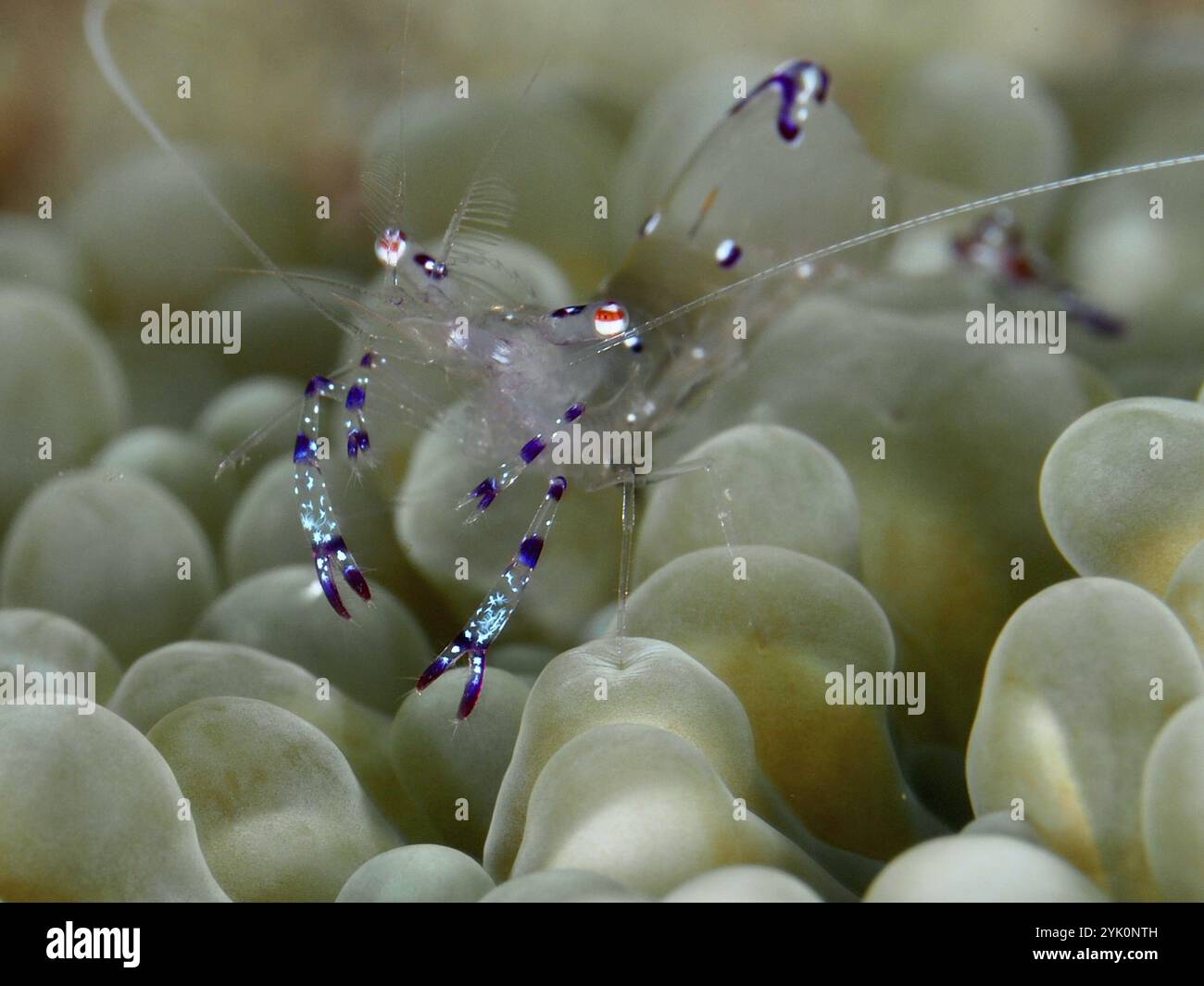 Saravati anémone partenaire crevette (Ancylomenes sarasvati), partenaire crevette, se déplace sur les tentacules verdâtres d'une anémone de mer, site de plongée Spice Reef, Penyapang Banque D'Images