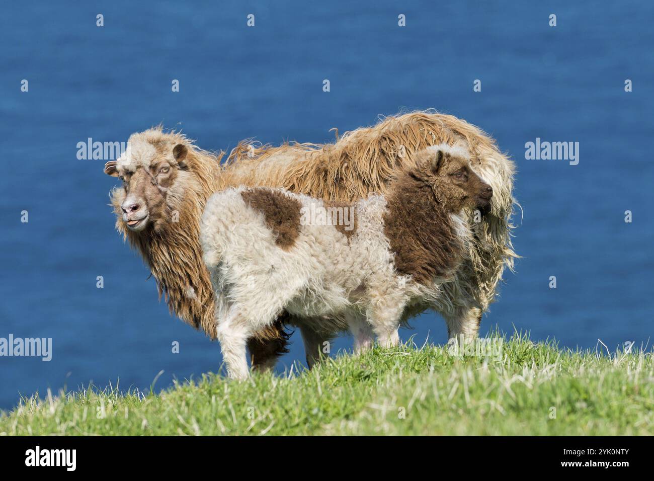 Brebis brune et blanche avec agneau, Mykines, Utoyggjar, Îles Féroé, Danemark, Europe Banque D'Images