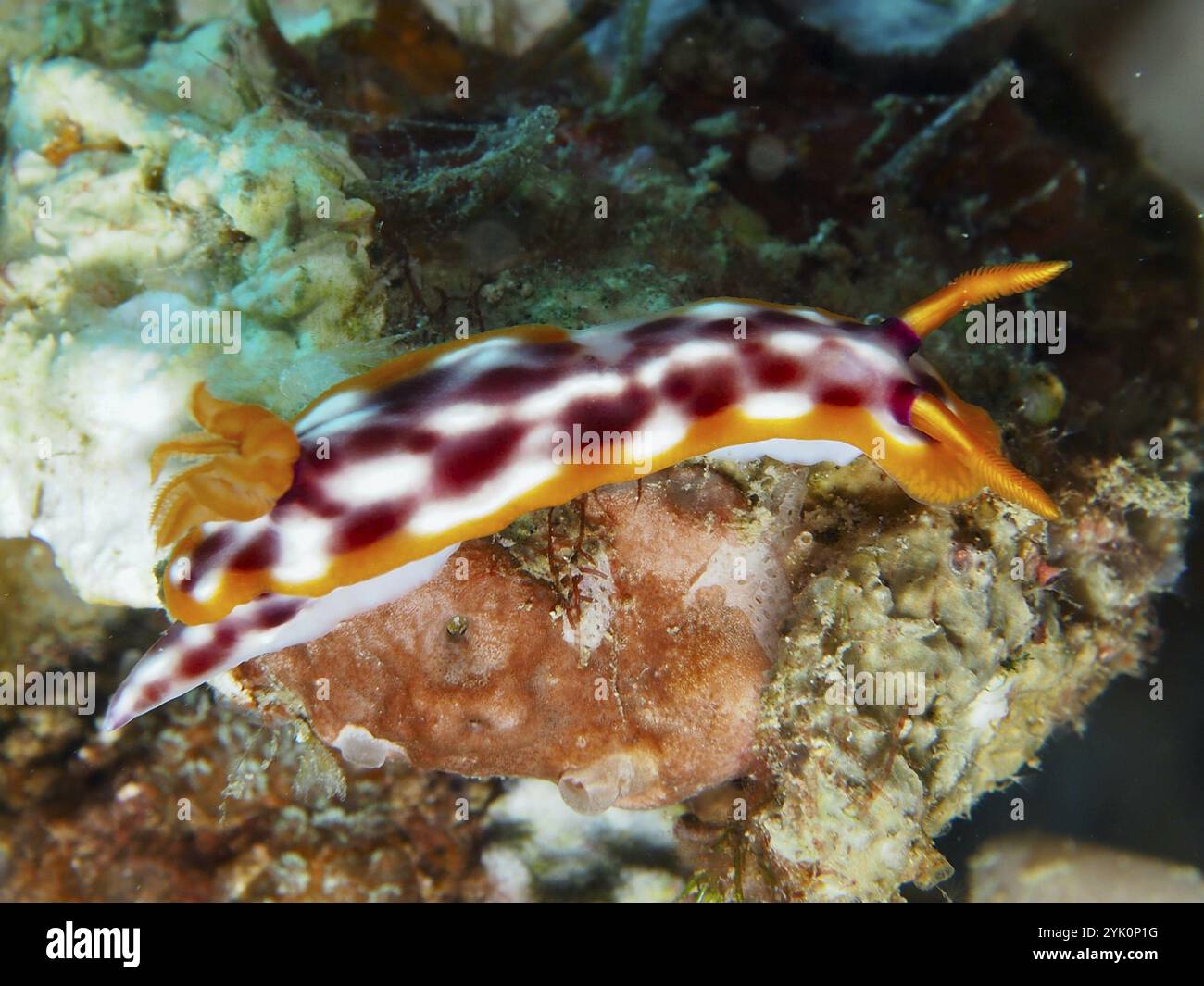 Nudibranche au motif blanc-orange, magnifique escargot étoilé (Hypselodoris purpureomaculosa), sur un récif corallien en mer, site de plongée Napoléon Banque D'Images