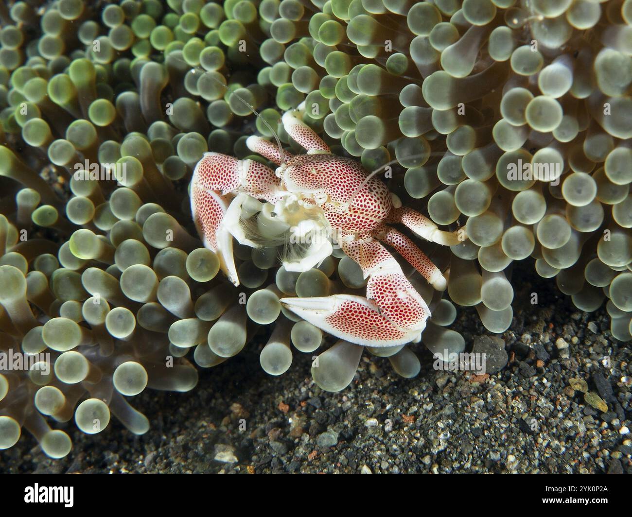 Un crabe en porcelaine tacheté rouge (Neopetrolisthes maculatus) dans une anémone de mer verte dans une ambiance sous-marine, site de plongée Puri Jati, Umeanyar, Bali Banque D'Images