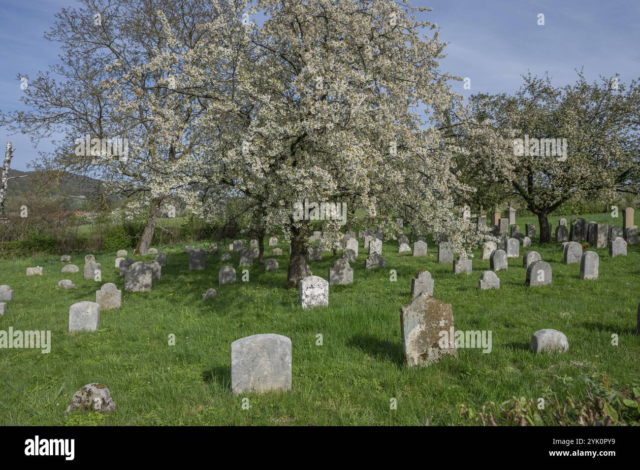 Cerisiers en fleurs (Prunus avium) dans le cimetière juif, aménagé en 1734, dernier enterrement en 1934, Hagenbach, haute-Franconie, Bavière, Allemagne, EUR Banque D'Images