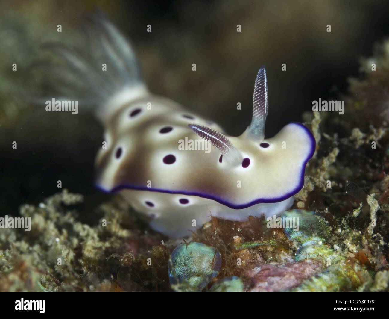 Nudibranche avec corps beige-blanc et pois violets, magnifique escargot étoilé (Hypselodoris tryoni), sur fond marin, site de plongée Gondol Reef, Gondol, Bali, Indone Banque D'Images