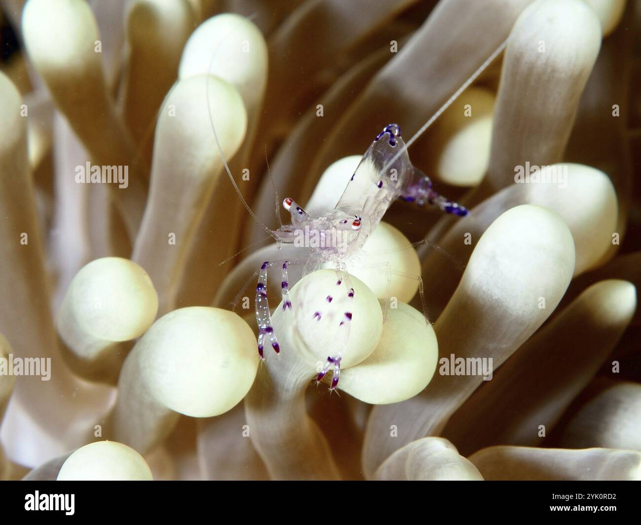 Une crevette transparente, anémone saravati partenaire crevette (Ancylomenes sarasvati), se trouve sur une anémone de mer de couleur crème, site de plongée Prapat, Penyapangan, B Banque D'Images