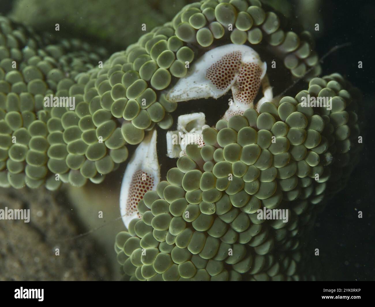 Crabe porcelaine, crabe porcelaine tacheté (Neopetrolisthes maculatus), caché dans une anémone verte de mer, site de plongée House Reef, Penyapangan, Bali, Indonésie Banque D'Images