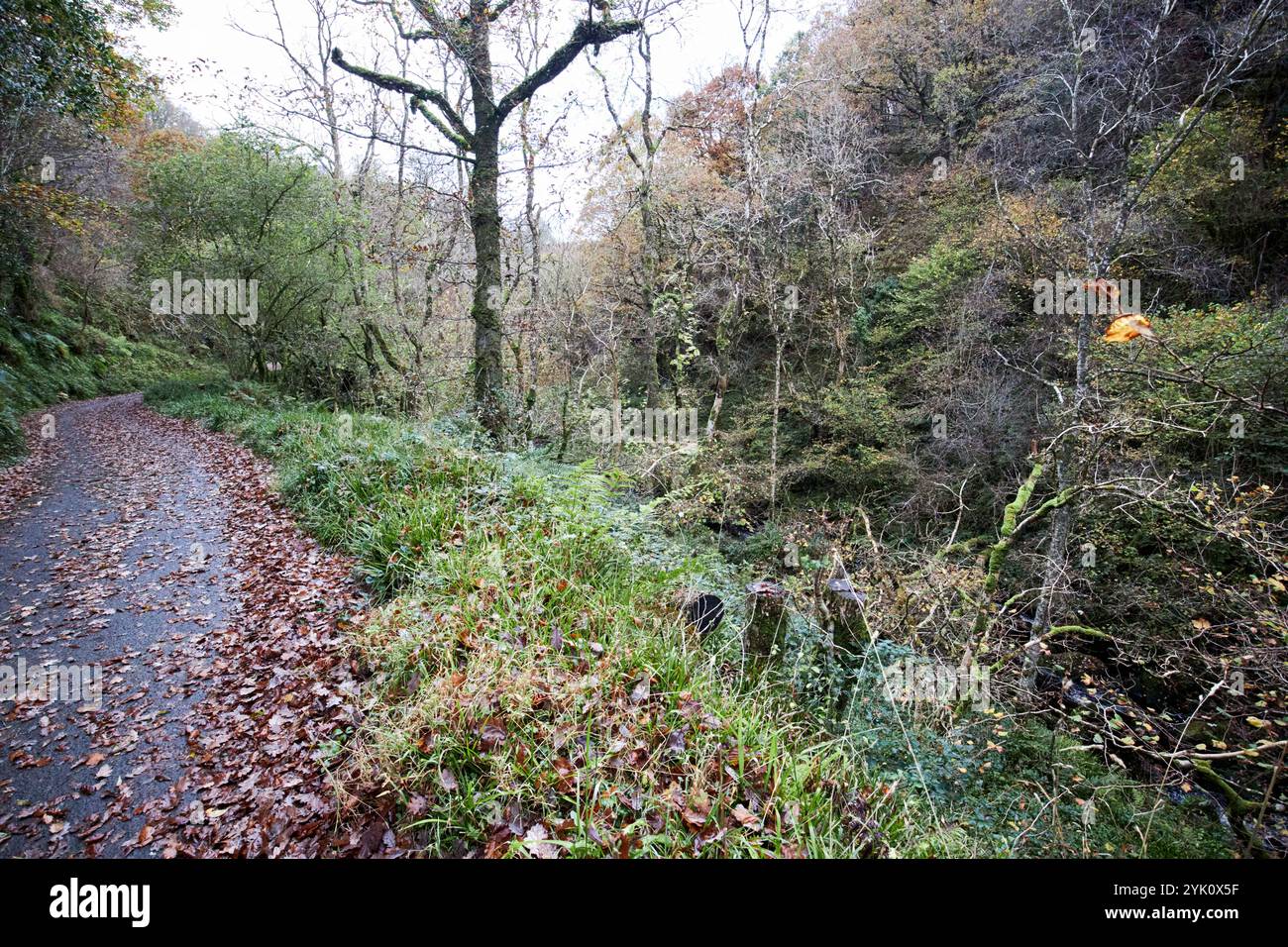 sentier de randonnée à travers la réserve naturelle nationale de banagher glen et parc forestier comté londonderry irlande du nord Banque D'Images